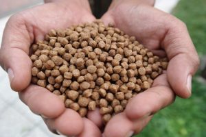 FISH FEED COMPANY