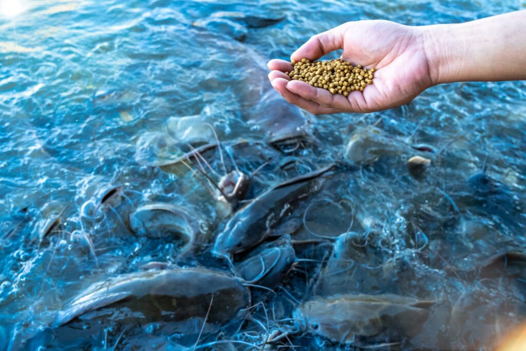 FISH FEED IN INDIA